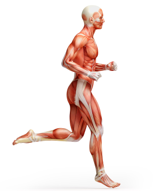 running muscles used